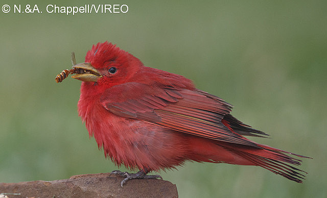 Summer Tanager c44-6-083.jpg